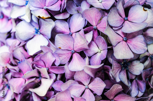 Hydrangea Background