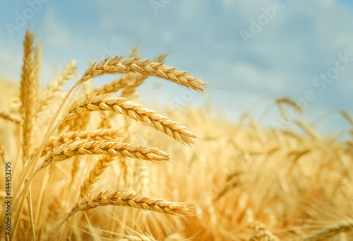 Golden wheat