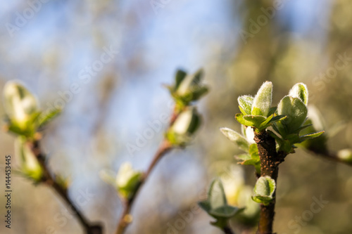 quince tree (Cydonia oblonga) with fluffy sprouts in spring