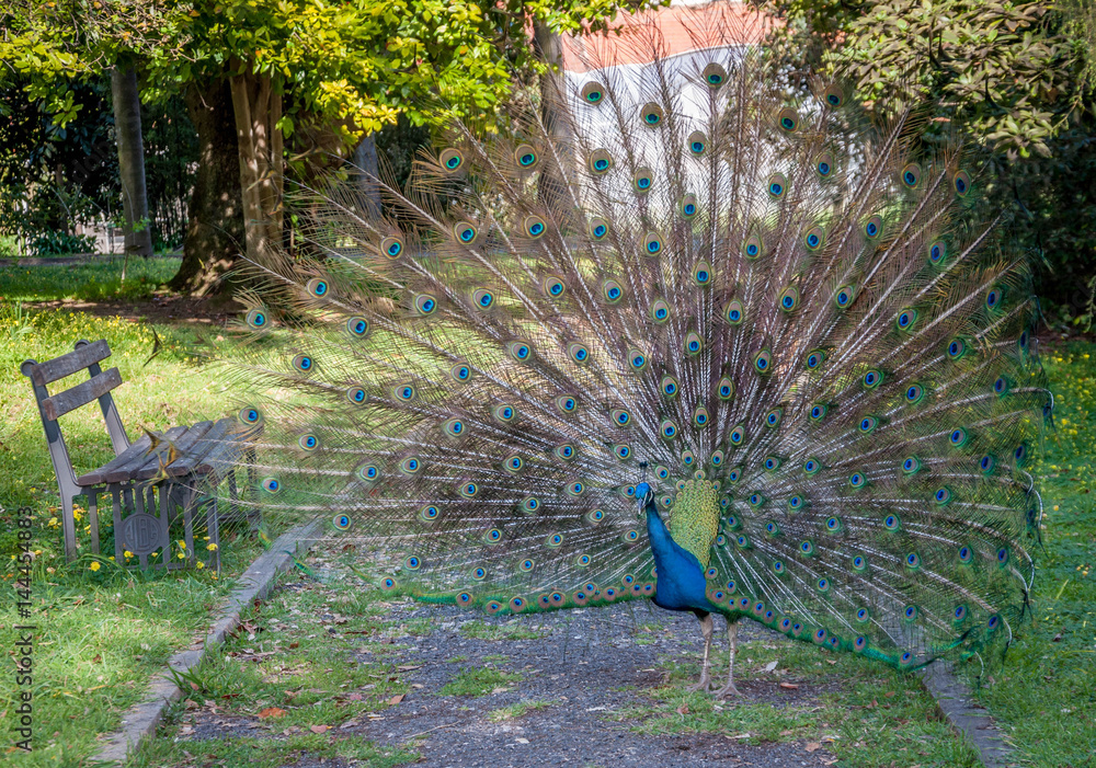 Obraz premium Paon bleu faisant la roue dans un parc