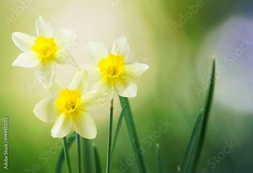 Fototapeta Naklejka Na Ścianę i Meble -  Three flower daffodils in spring outdoors in grass in the sun close-up on green blurred background. A beautiful spring template for design.
