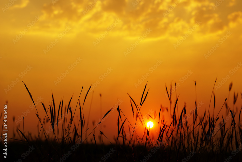 grass flower field landscape at sunset with orange sky background