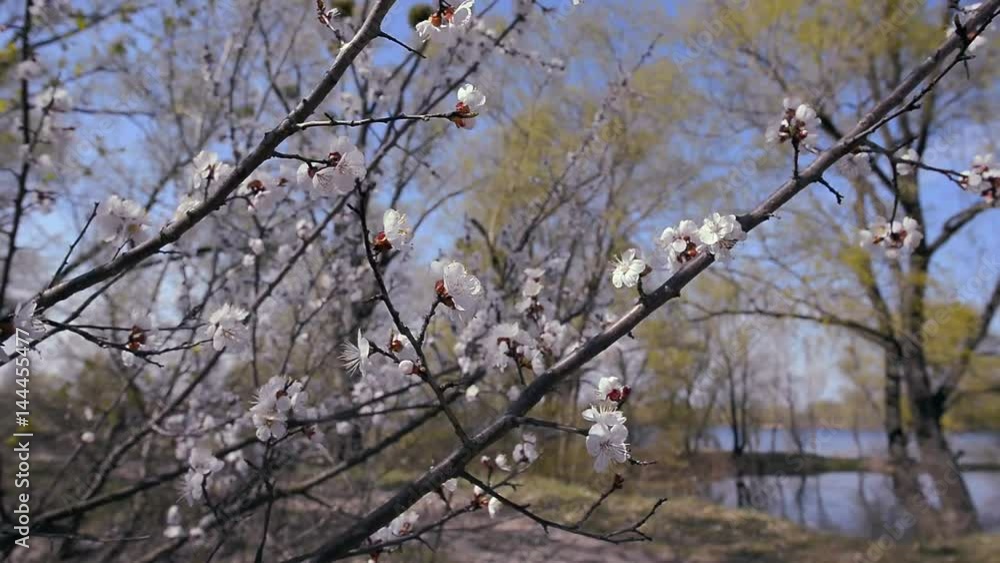 Wild fruit tree blossom under the warm spring sun, The branches with the white flowers are moved by the wind Wild fruit tree blossom under the warm spring sun, The branches with the white flowers are moved by the wind