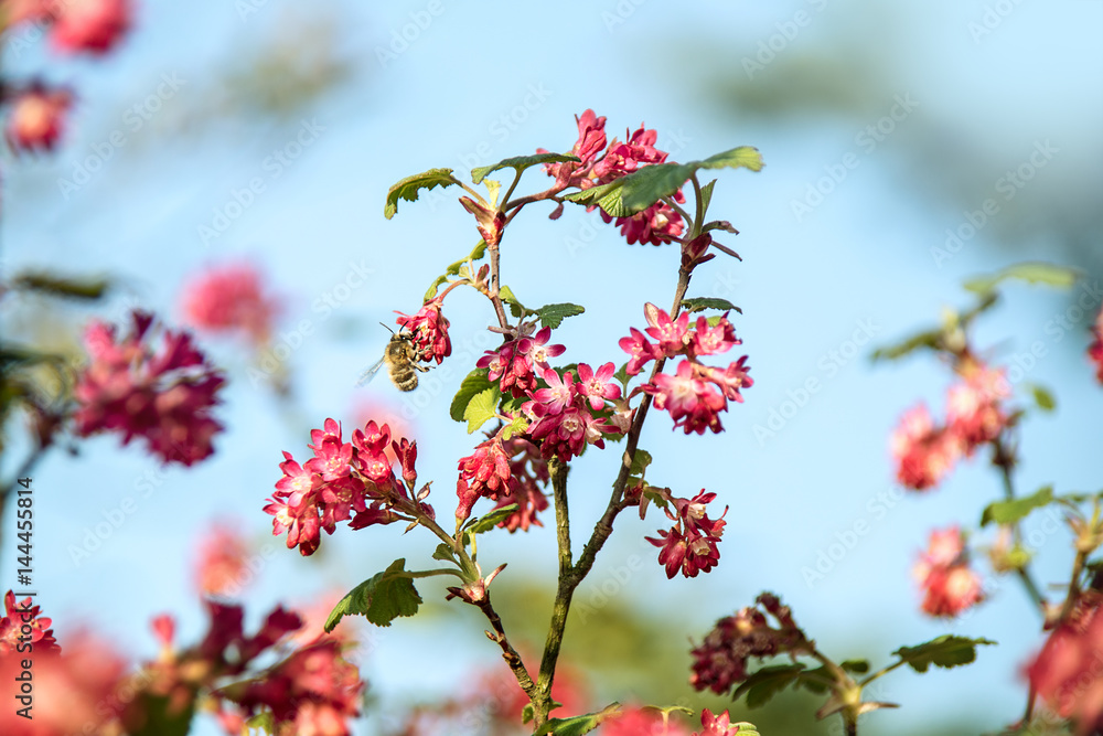Zierstrauch mit roten Blüten und Biene Stock Photo Adobe Stock