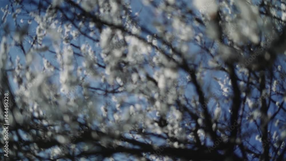 Beautiful blooming tree in spring garden. Apricot blossom on blue sky background. Spring, flowers, blossom, freshness, nature concept.