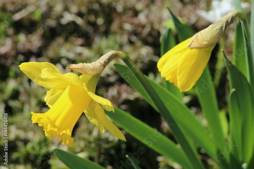 Fototapeta Naklejka Na Ścianę i Meble -  Yellow daffodils/ These are blossoms yellow daffodil at spring.