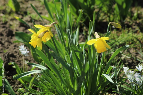 Fototapeta Naklejka Na Ścianę i Meble -  Yellow daffodils/ These are blossoms yellow daffodil at spring.