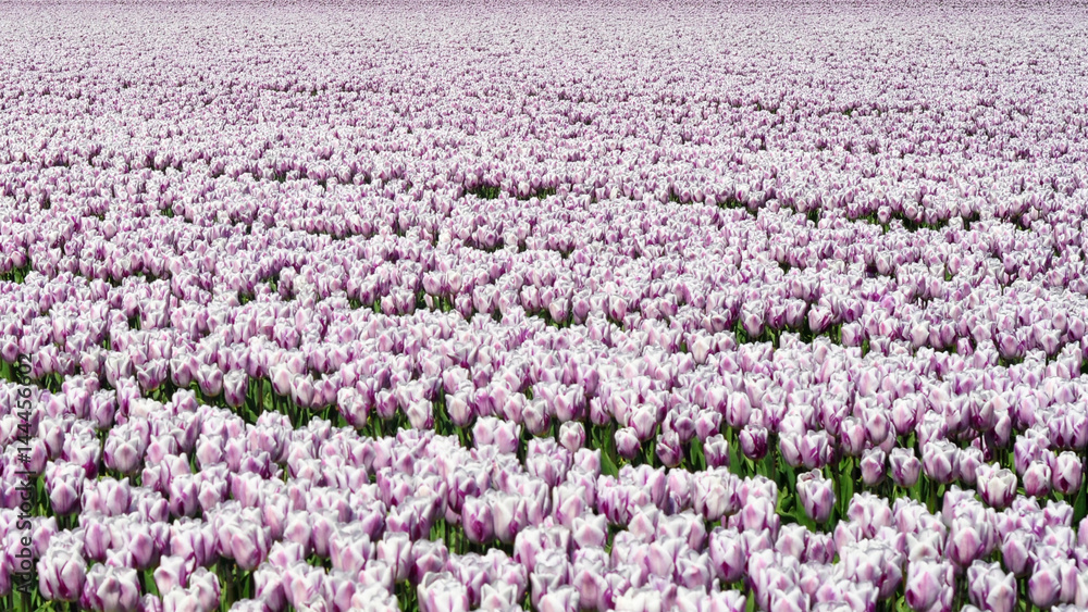 Fototapeta premium Huge and beautiful tulip fields. 