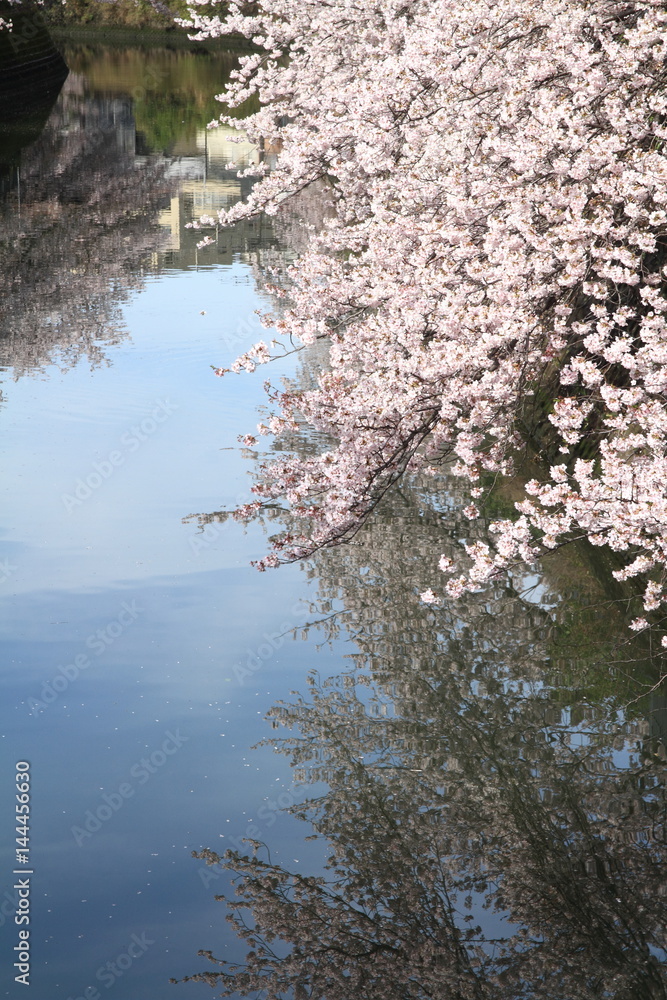 row of cherry blossom trees along Ooka river, Yokohama, Japan row of cherry blossom trees along Ooka river, Yokohama, Japan