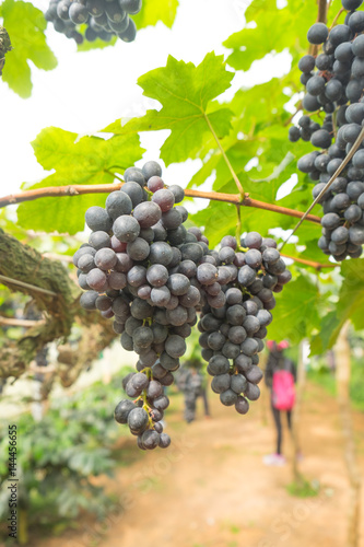 Wallpaper Mural Big bunch of reddish black grape on tree in vineyard Torontodigital.ca