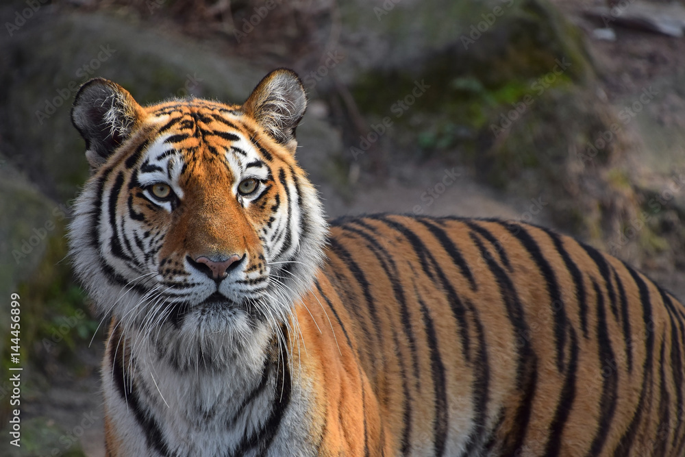 Close up portrait of Siberian Amur tiger Close up portrait of Siberian Amur tiger