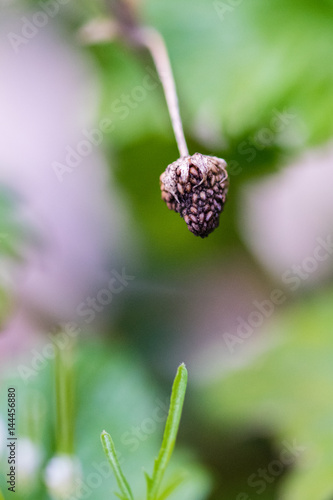 Valokuva Last seasons fruit of a dried shrivelled old strawberry