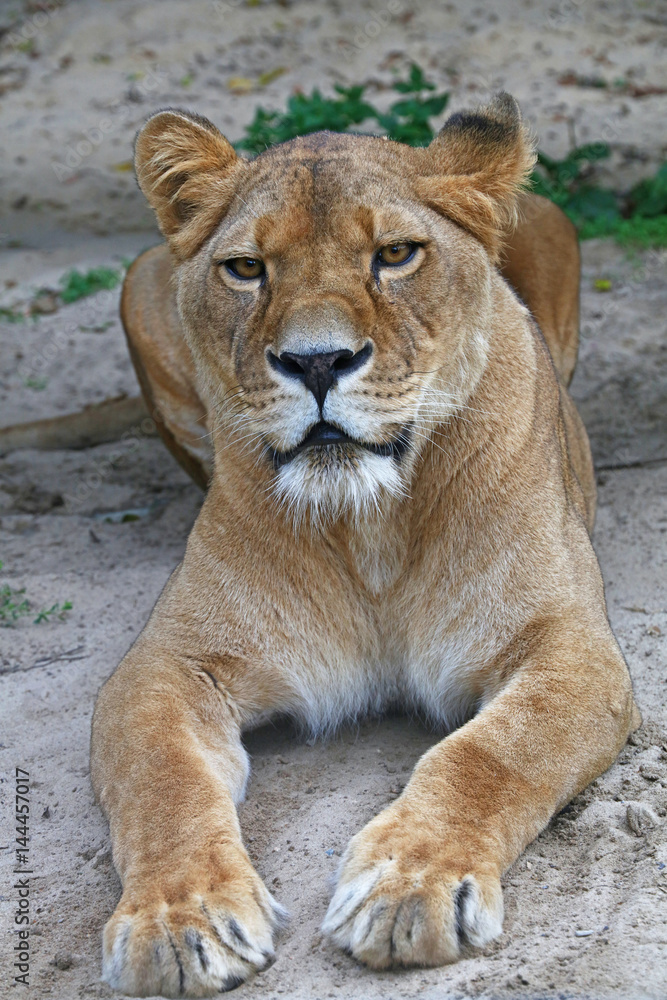 Obraz premium Close up side portrait of female African lioness