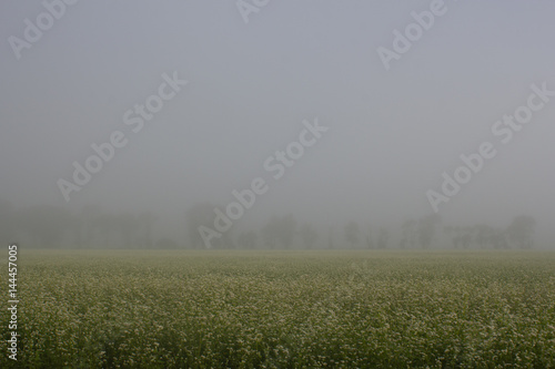 A Misty Field in Rural Rhode Island