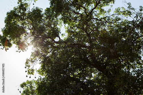 A Mango Tree with Sunlight Filtering through