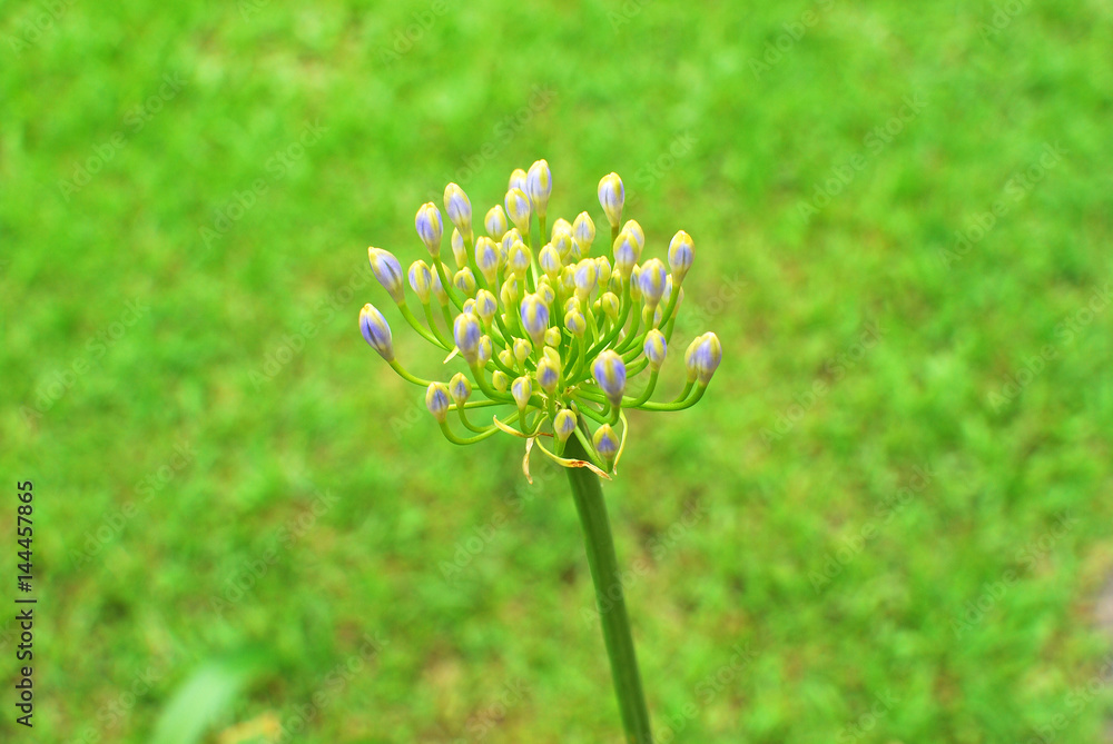 African Lily with green background African Lily with green background