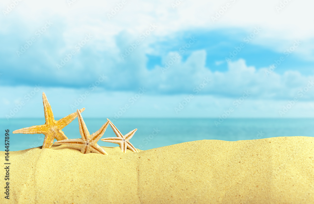 Starfish seashells on the Beach Starfish seashells on the Beach
