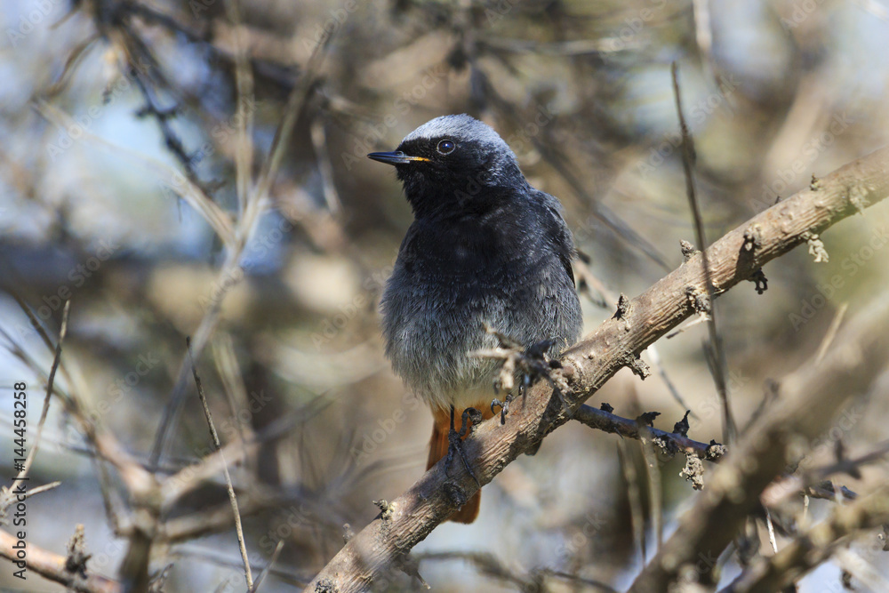 black bird with orange tail black bird with orange tail