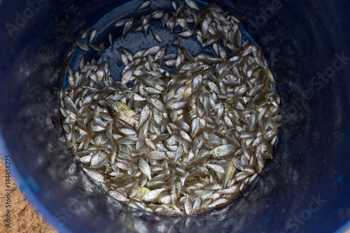 Fish caught in a fishing village in Malawi, Africa