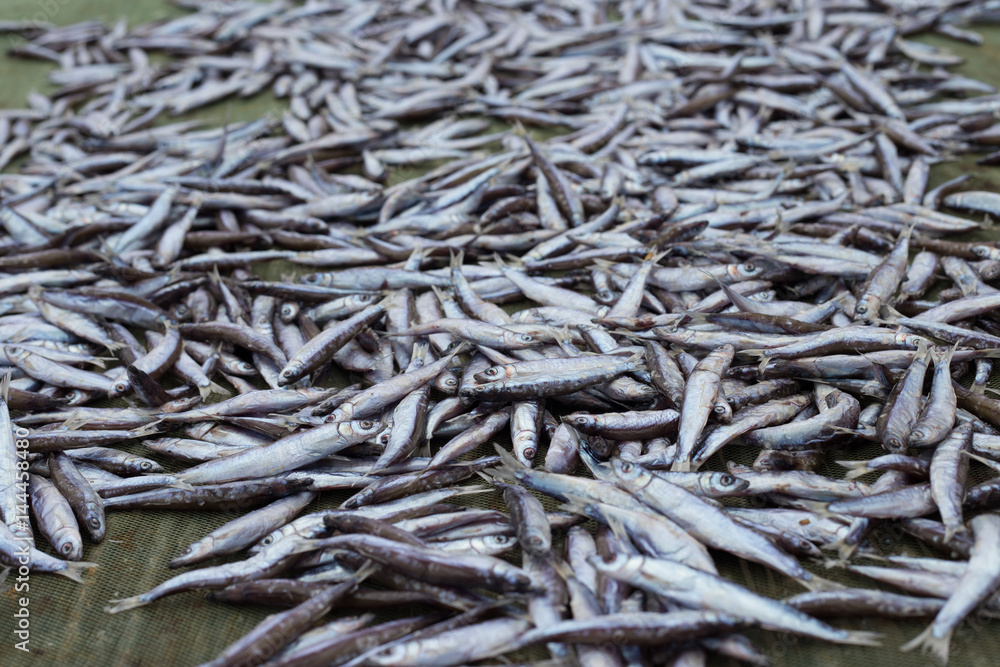 Fish drying on a rack in a fishing village in Africa Fish drying on a rack in a fishing village in Africa