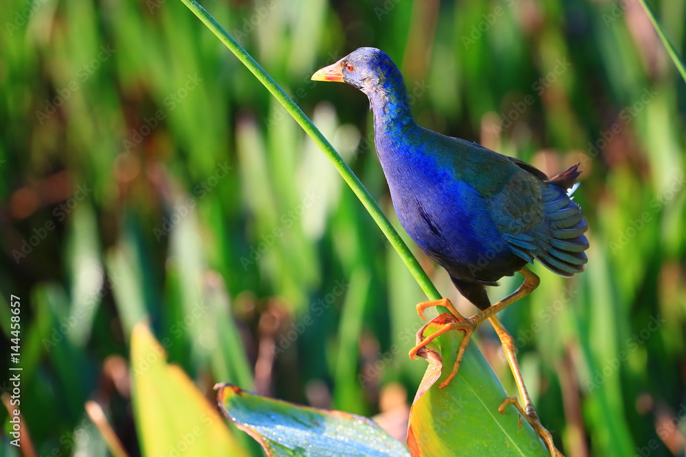 Obraz premium american purple gallinule