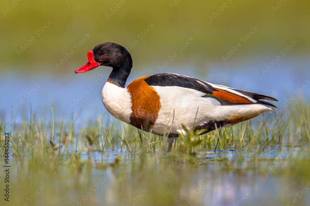 Common shelduck standing in shallow water of wetland Common shelduck standing in shallow water of wetland