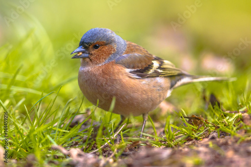 Chaffinch on lawn profile looking