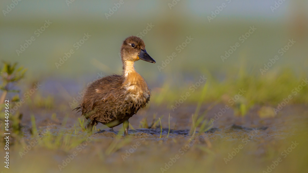 Cute duckling running through grass Cute duckling running through grass