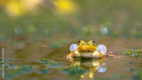 Croaking Green frog © creativenature.nl