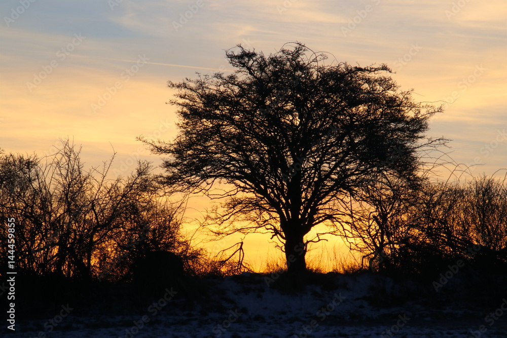 The tree in the sunrise in February