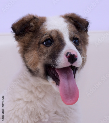 White with brown puppy photo