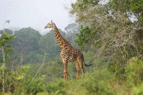 A giraffe standing in a forrested area