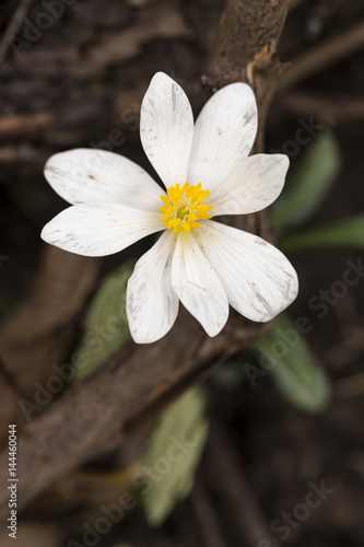 White Wildflower © johnsroad7