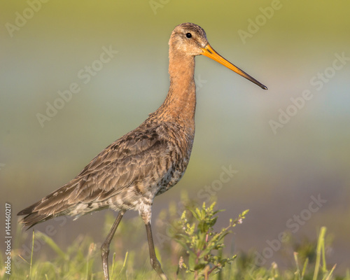 Majestic Black-tailed Godwit wader bird walking while looking in the camera