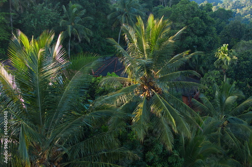 Wohnhaus unter den Palmen in Kandy auf Sri Lanka
