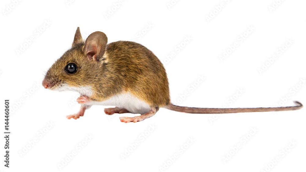 Side view sitting Field Mouse on white background Side view sitting Field Mouse on white background