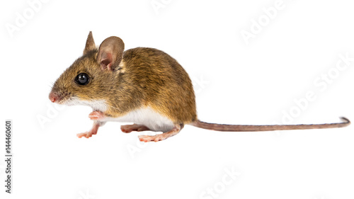 Side view sitting Field Mouse on white background © creativenature.nl