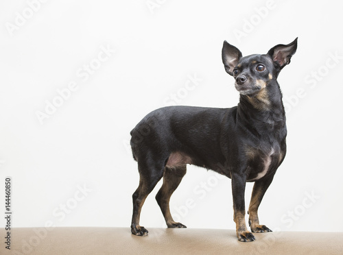 Black miniature dog of breed pinscher