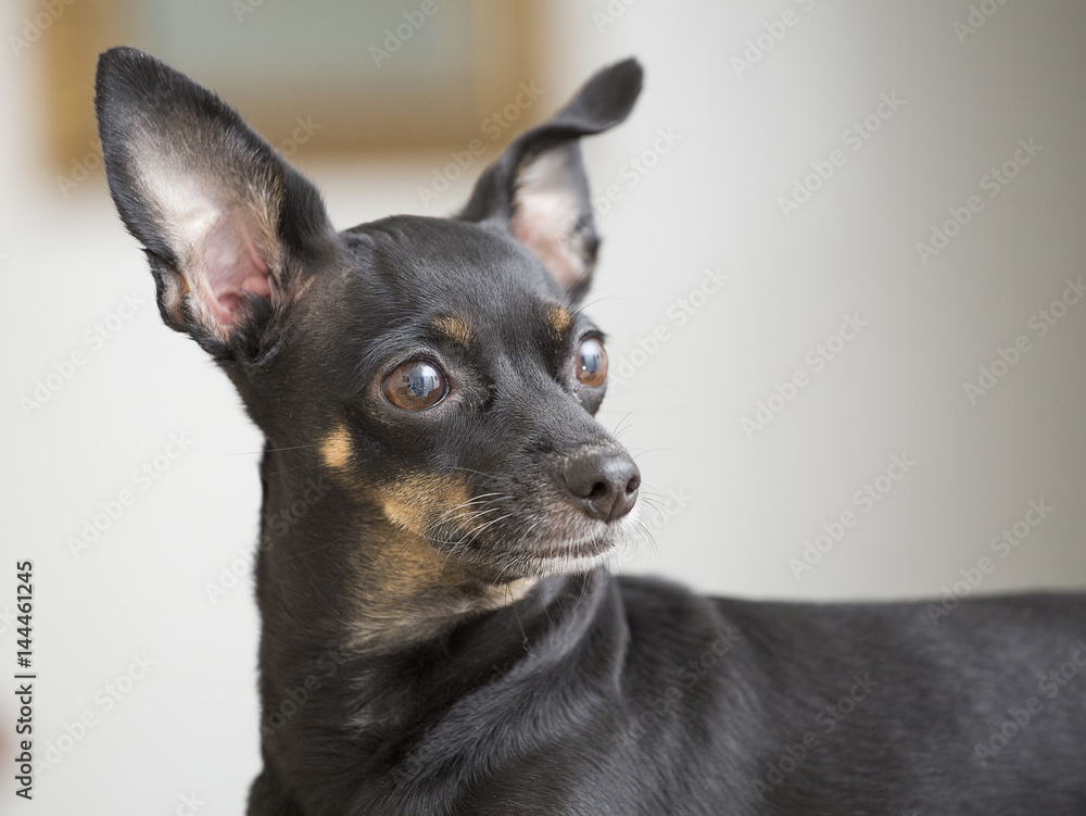 Black miniature dog of breed pinscher