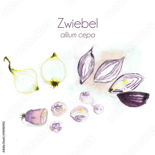 Zwiebel - halbiert, geviertelt und in Scheiben - Aquarell mit Schatten