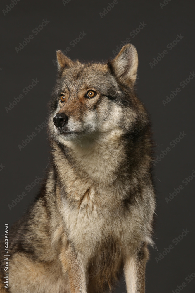 Wolf als Studioaufnahme mit schwarzem Hintergrund