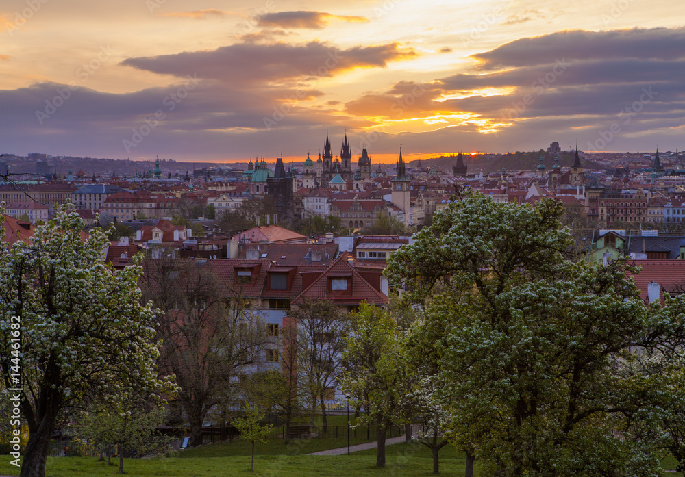 Blooming orchard in the old town of Prague on Petrin Hill in spring
