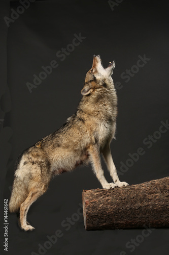 heulender Wolf als Studioaufnahme