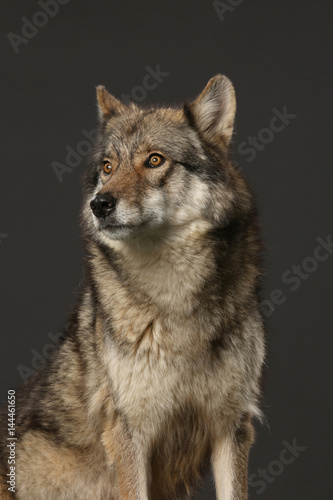 Wolf als Studioaufnahme mit schwarzem Hintergrund