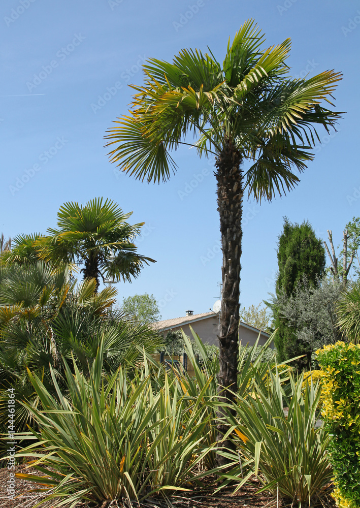 Naklejka premium Trachycarpus fortunei