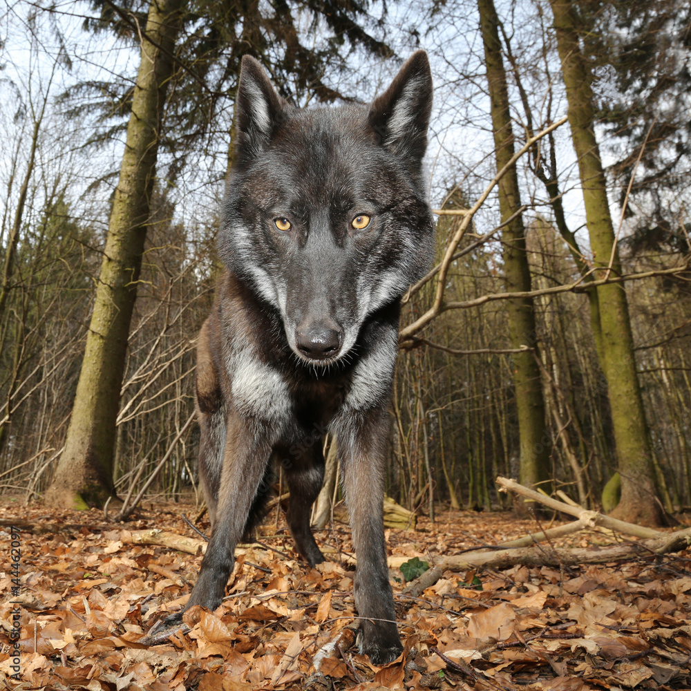 Schwarzer Wolf im Wald Froschperspektive фотография Stock | Adobe Stock