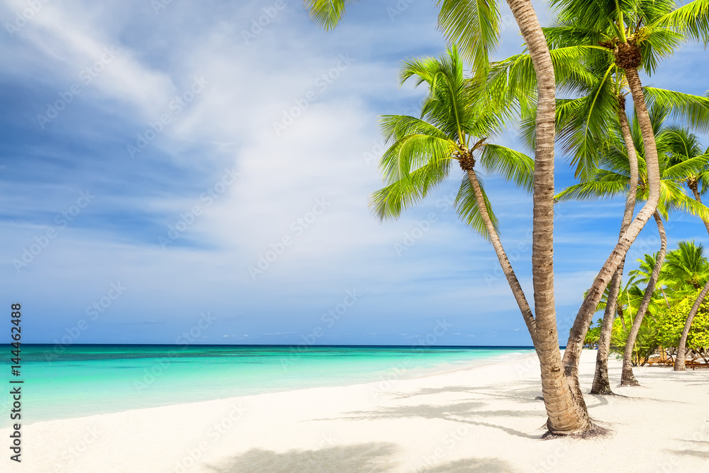 Coconut Palm trees on white sandy beach Coconut Palm trees on white sandy beach