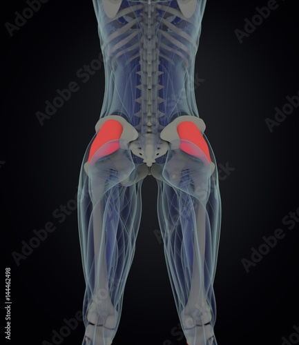 Tensor Fascia Latae. Female anatomy hip muscle. 3d illustration