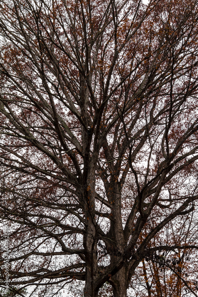 Texture of the bare branches of the autumn oak tree on the background of the overcast sky. Texture of the bare branches of the autumn oak tree on the background of the overcast sky.