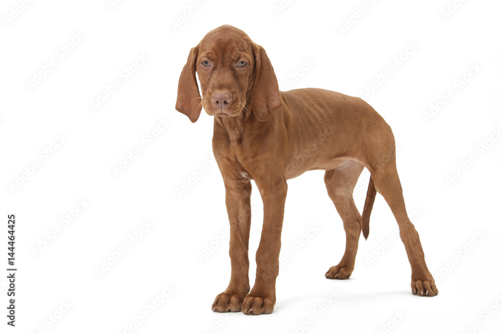 Hundewelpe Magyar vizsla Jagdhund Freisteller Hundewelpe Magyar vizsla Jagdhund Freisteller